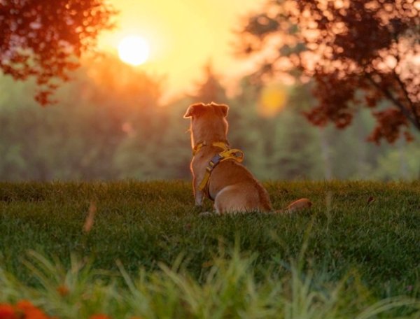 天弘优配 宠物也需要养生吗？铲屎官一定要注意这几个饲养事项！