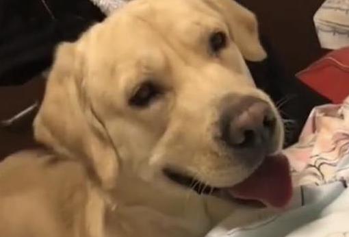 广信配资 小奶猫晒太阳被狗狗围攻，毛炸成刺猬，主人笑到救场！