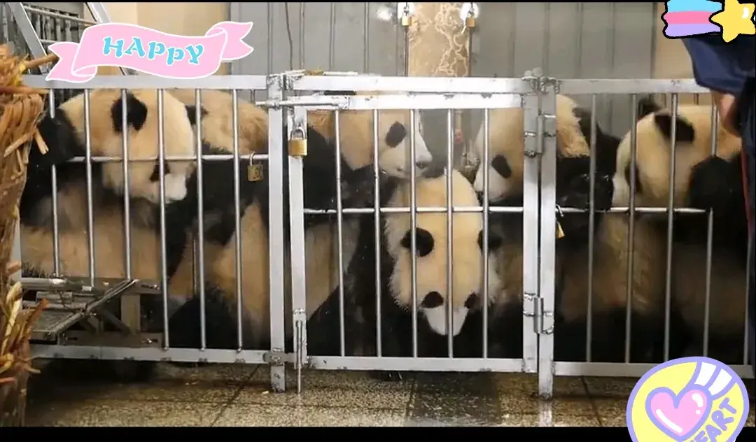 九龙证券 大熊猫宝宝们被赶进铁笼集体冲凉，你推我搡、追逐嬉闹好不热闹！