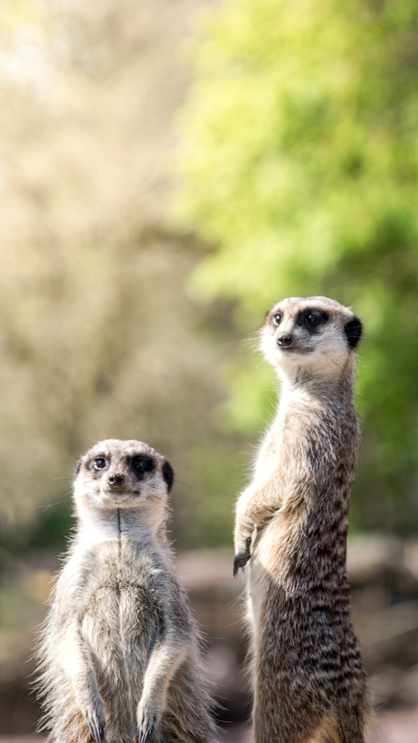 七星配资  可爱又危险的猫鼬